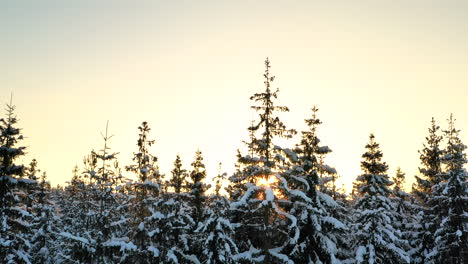 Tranquil-snow-topped-forest-at-clear-sunrise,-tracking-drone-shot