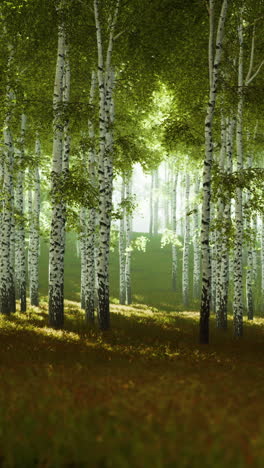 bosque de abedul veraniego durante un amanecer brumoso
