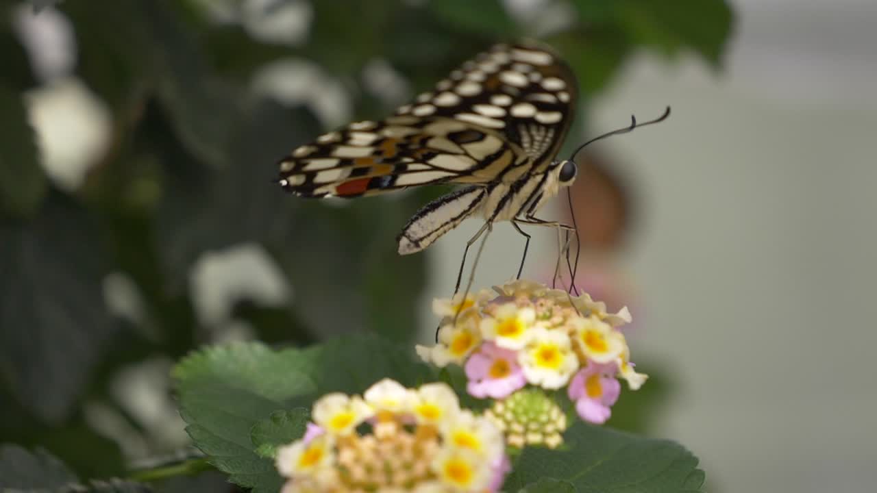 Scatto macro di dettagli di una farfalla coda di rondine degli agrumi con corpo bianco e antenne nere che si posa su un dolce fiore in natura durante una giornata di sole estiva