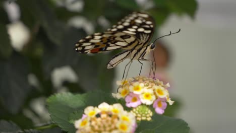 macro detalles de mariposa de cola de golondrina cítrica con cuerpo blanco y antena negra trabajando en flor dulce en la naturaleza durante el día soleado en verano