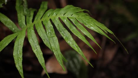 hoja verde en un bosque tropical mojado por la lluvia que cae bajo una luz suave