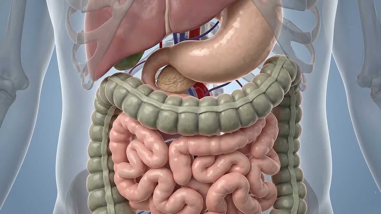 Corpo umano futuristico con tratto digestivo evidenziato, stomaco e intestino luminosi in un ambiente medico scuro.