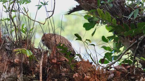 Seen-looking-away-from-the-camera-and-suddenly-moves-to-the-left-and-stops-to-observe-and-then-continues-to-move-and-disappears-from-the-camera,-Buffy-Fish-Owl-Ketupa-ketupu,-Juvenile,-Thailand