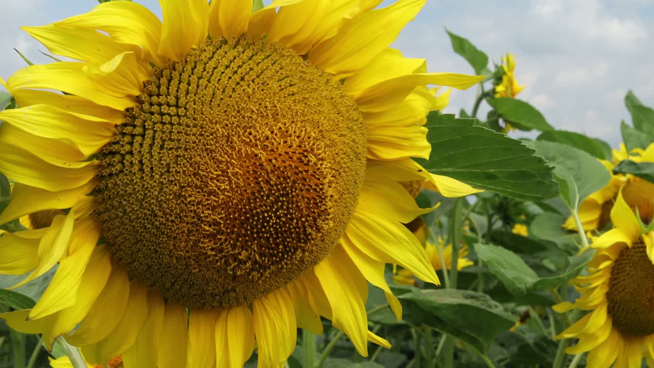 아름다운 노란색 꽃 클로즈업