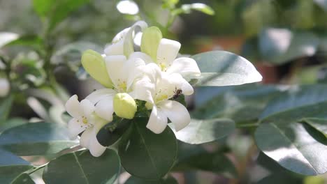 common jasmine flower being explored by a small insect, close up