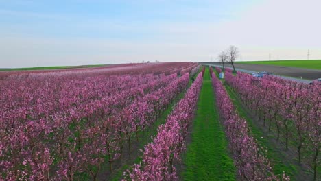 Escena-Rural-Con-Grandes-Plantaciones-De-Albaricoqueros-Floreciendo-En-Primavera.