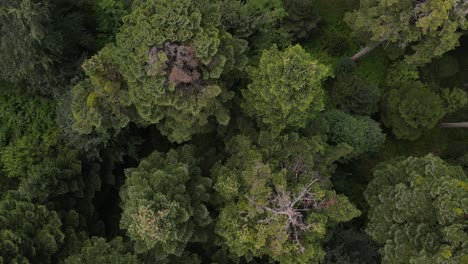 Vista-Superior-Aérea-Del-Bosque-Natural-1