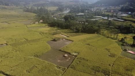 Volando-Sobre-Las-Terrazas-De-Arroz-Amarillo-En-Las-Laderas-De-Las-Colinas-En-Nepal-Y-Las-Casas-Y-Granjas