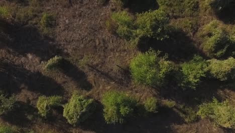 aerial view of a forest landscape