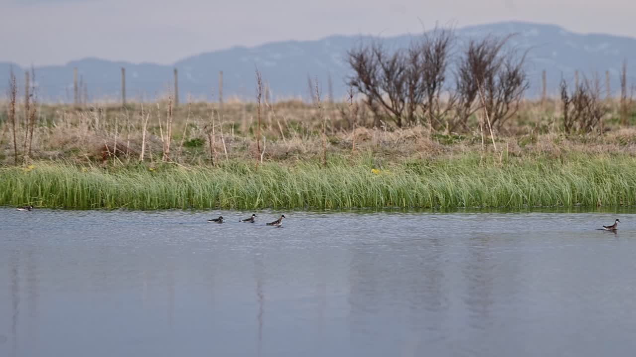 Red necked phalaropes swim in calm lake with summer grass and flowers in northern Norway