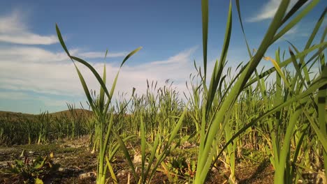 un campo de hierba alta balanceándose en el viento bajo un cielo azul claro