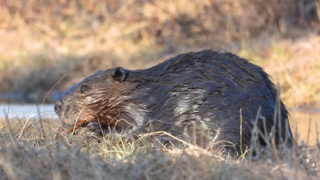 Wet beaver eating near water pond in wilderness, static vierw