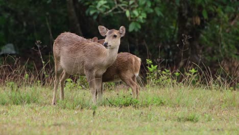 Ciervo-Cerdo-Indio,-Hyelaphus-Porcinus,-Tailandia