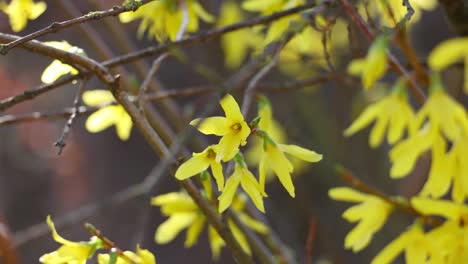 forsythia (golden bells) in detail: flower and leaves in close-up.