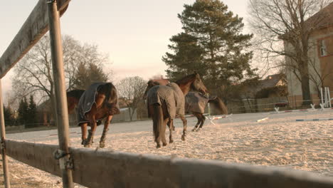 Caballos-Jugando-Y-Corriendo-Por-La-Mañana-Durante-La-Salida-Del-Sol-En-Cámara-Lenta