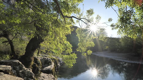 moss on rocks with a tree along a calm river nature france sunset