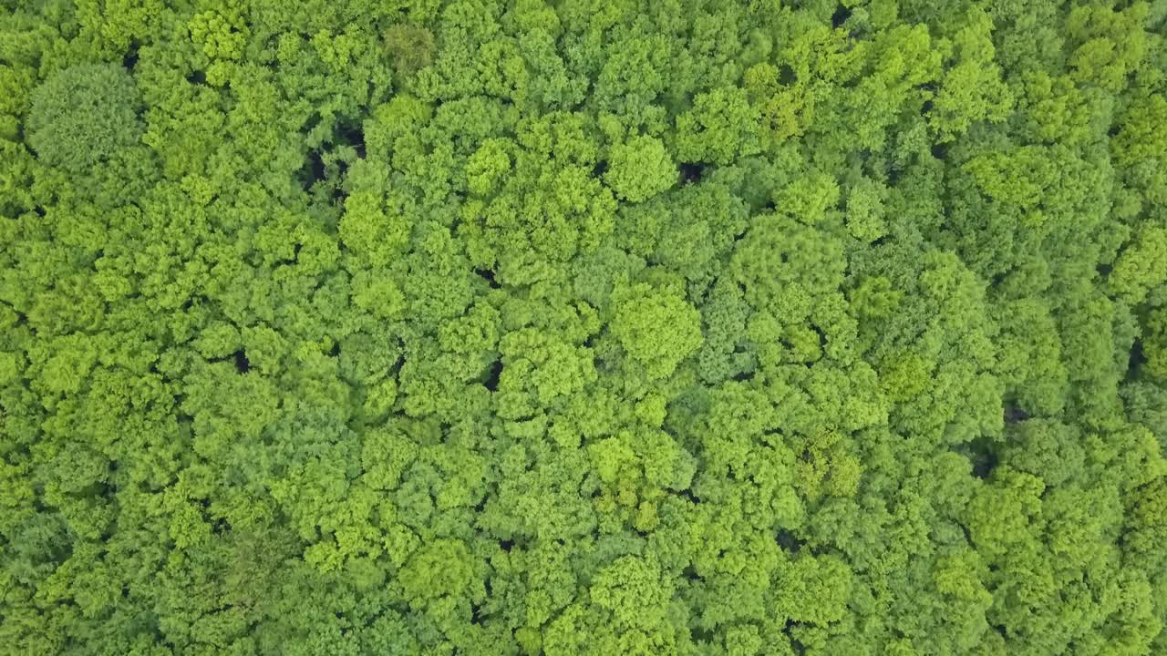 bosque verde mixto muy denso - vista desde arriba, imágenes aéreas sin espacios, muy estrechas