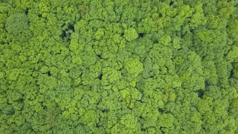 Very-dense-mixed-green-forest---view-from-above,-aerial-footage-with-no-spaces,-very-tight