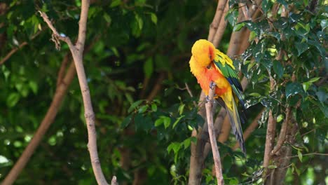 sun parakeet preening himself on a branch in the forest