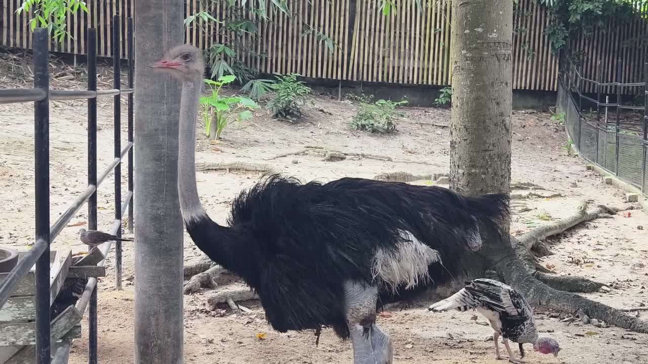 동물원 에 있는 새우