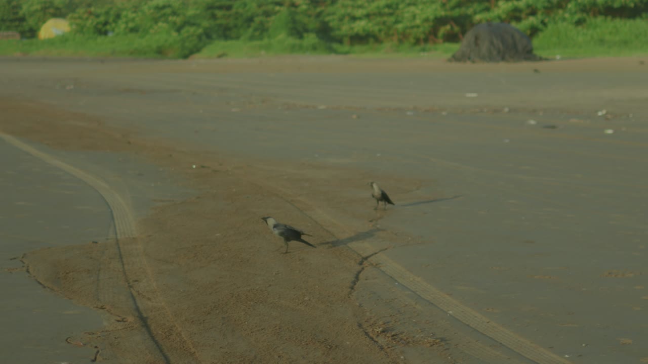 새와 개들이 함께 해변을 돌아다니고 있습니다.