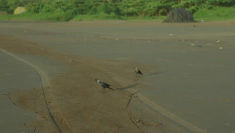 Vögel-Und-Hunde-Hängen-Zusammen-Am-Strand-Herum