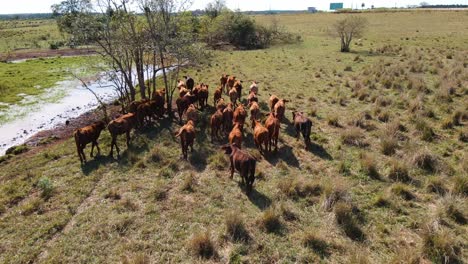 Ganado-Moviéndose-Rápidamente-A-Través-De-Un-Campo-En-Argentina,-Ejemplificando-La-Naturaleza-Dinámica-Y-Enérgica-De-Las-Prácticas-Ganaderas-Sudamericanas.