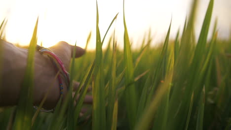 close up hand touching grass in slow motion with sunset light