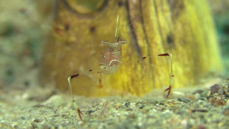 close-up shot of clear cleaner shrimp on sandy bottom with head of black-finned snake eel in background