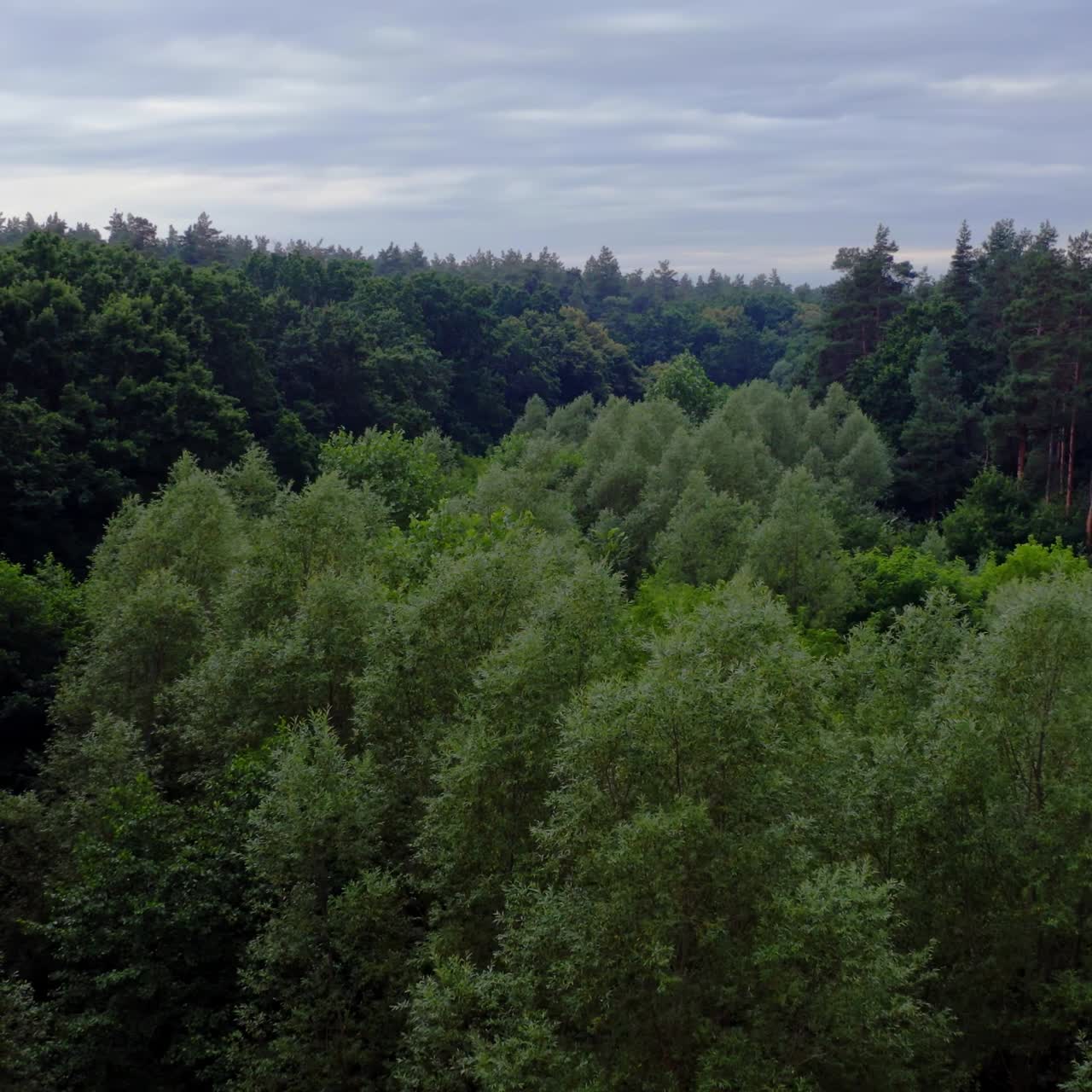 Beautiful forest. Flying over the tops of mixed trees in summer. Green nature background. Tranquil atmosphere in woodland. Aerial view.