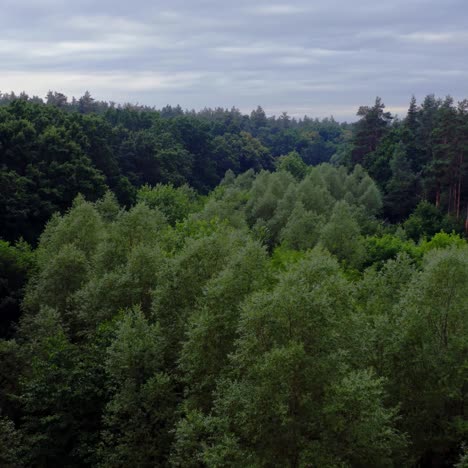 beautiful forest. flying over the tops of mixed trees in summer. green nature background. tranquil atmosphere in woodland. aerial view.