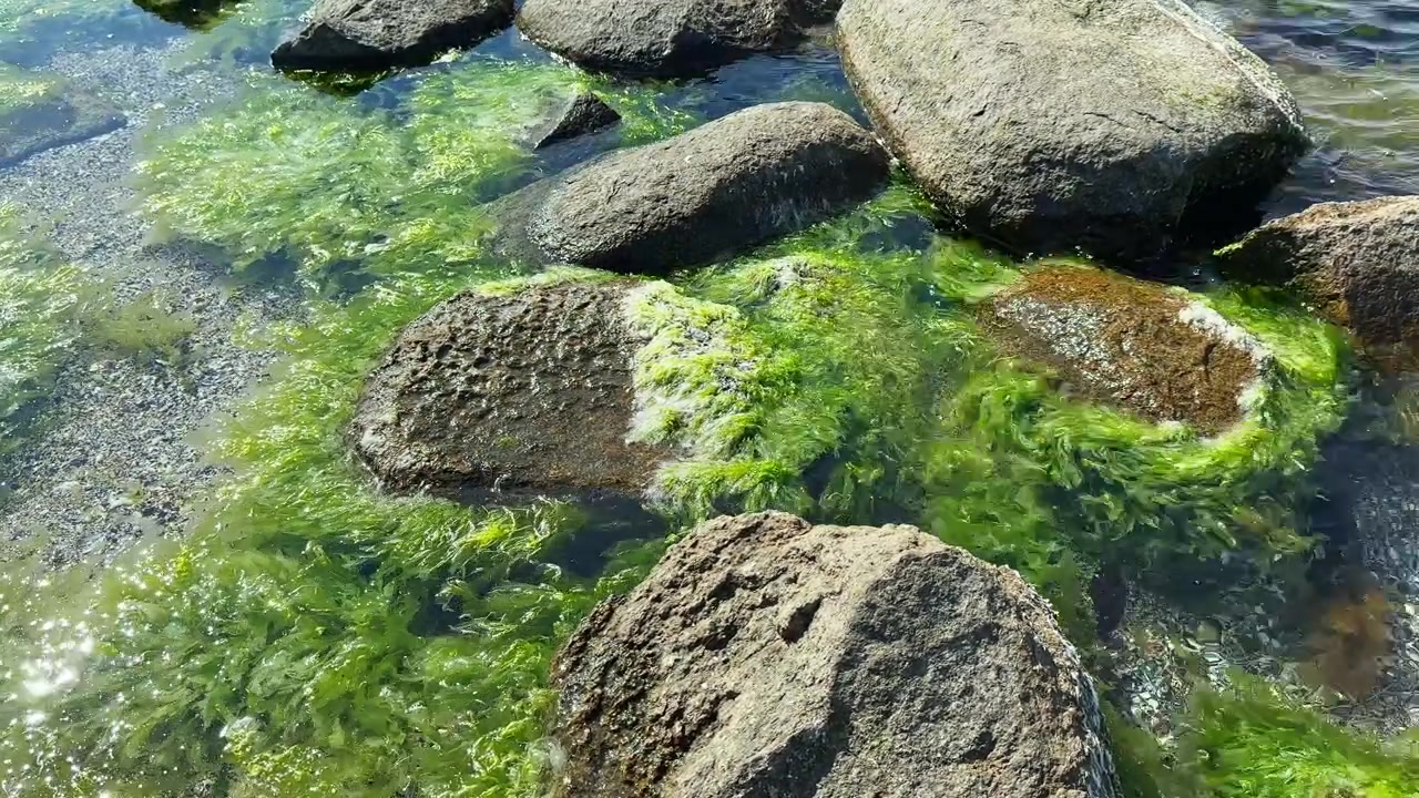 Costa rocciosa con alghe e acqua limpida in una giornata di sole, vicino a una spiaggia con pietre visibili.