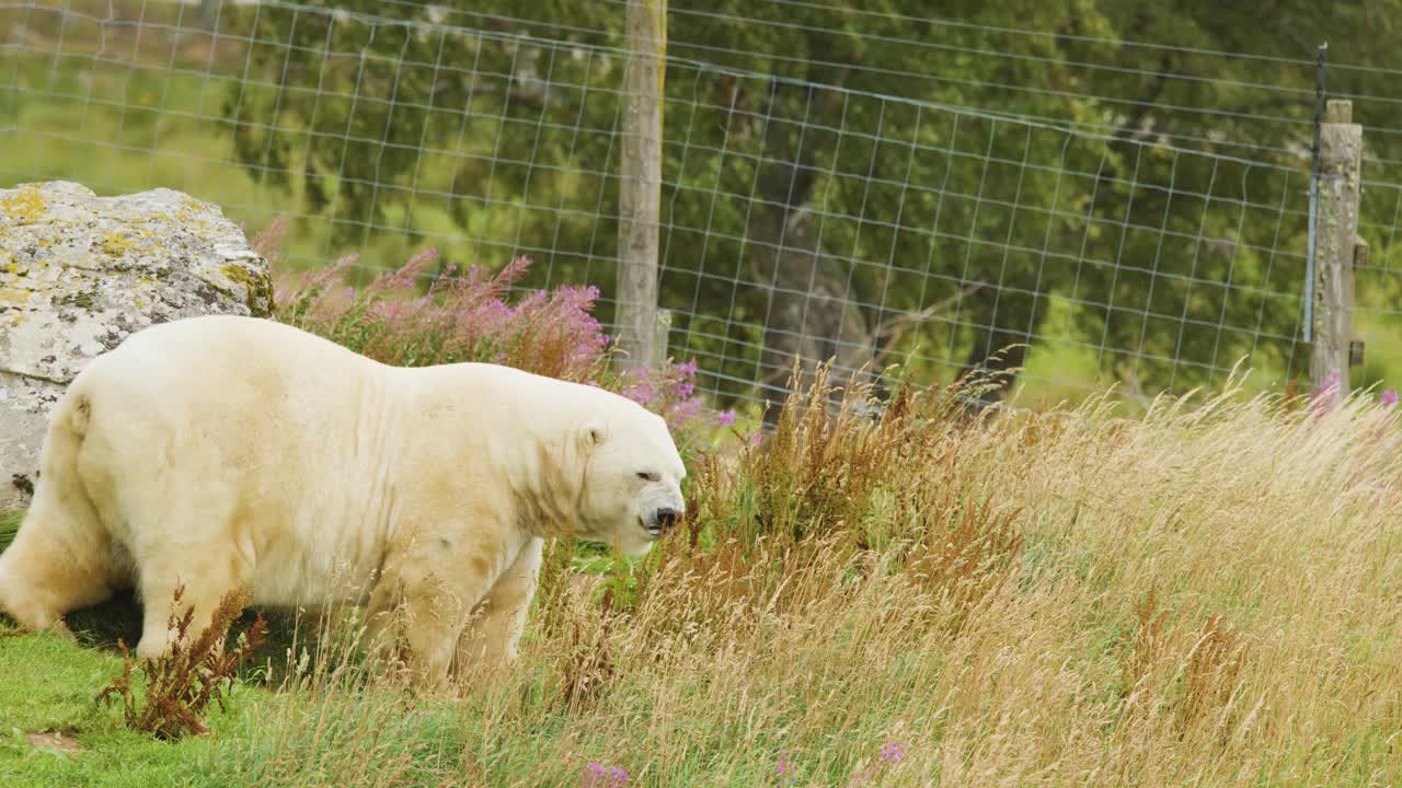 A polar bear rubs its body against a fence in a grassy, wildflower-filled enclosure during daylight, with natural lighting and a stationary camera