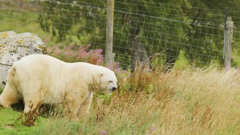 a polar bear rubs its body against a fence in a grassy, wildflower-filled enclosure during daylight, with natural lighting and a stationary camera