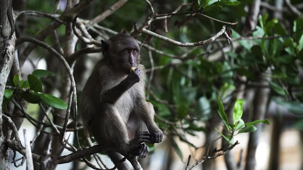mono negro sentado en la rama de un árbol, comiendo plátano en phuket, tailandia