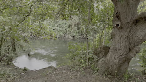 un río turbio fluye rápidamente más allá de una orilla de árboles y arbustos verdes exuberantes