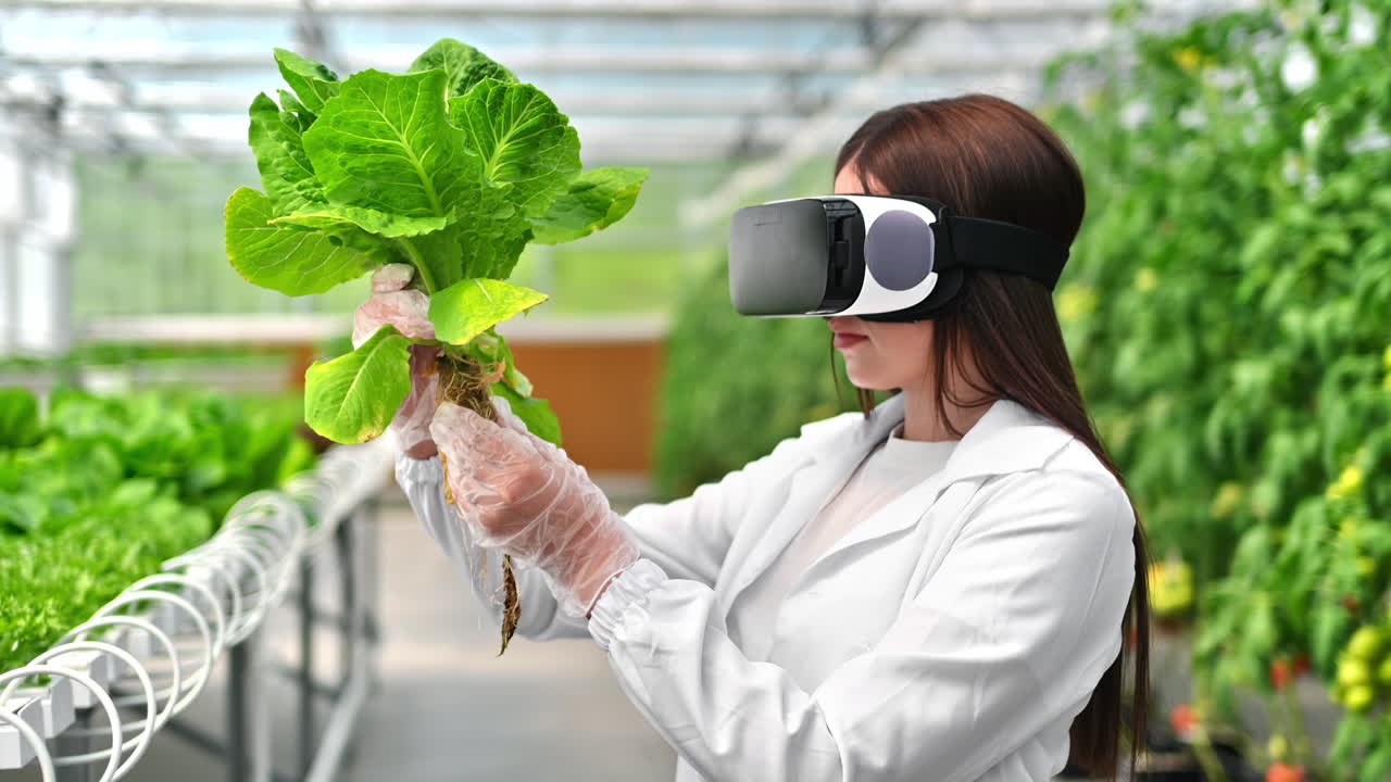 Laboratory technician in a white coat wearing a Virtual Reality headset, analysing lettuce grown with the Hydroponic method in a greenhouse