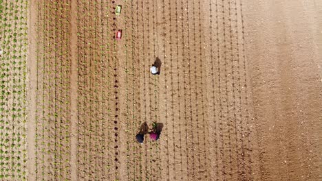 Top-down-aerial-view-of-workers-farming-cabbage-crops