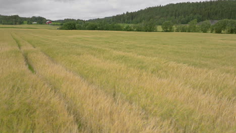 la maduración de los cultivos en la producción de trigo vasto campo de trigo.