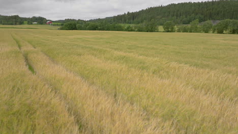 ripening crops in vast wheat field wheat production