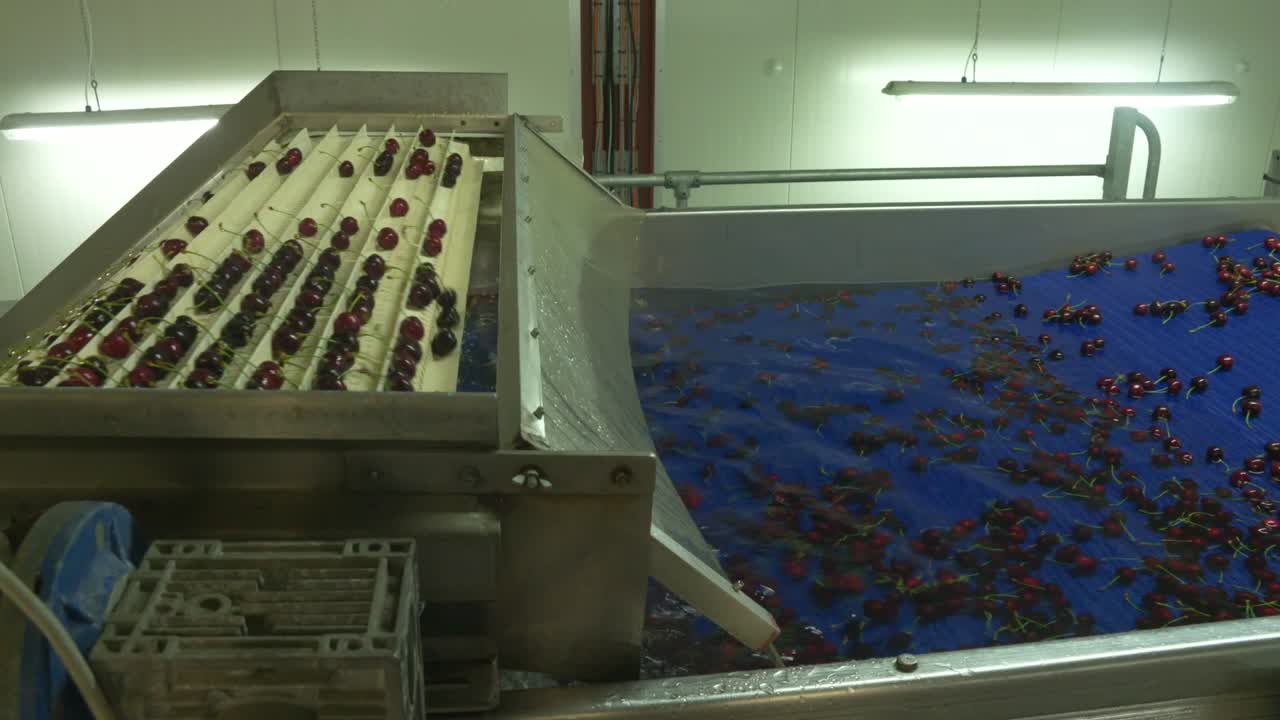 Cherry Factory. Close up, packing, choosing, washing cherries