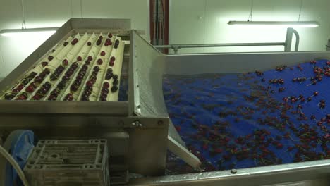 cherry factory. close up, packing, choosing, washing cherries