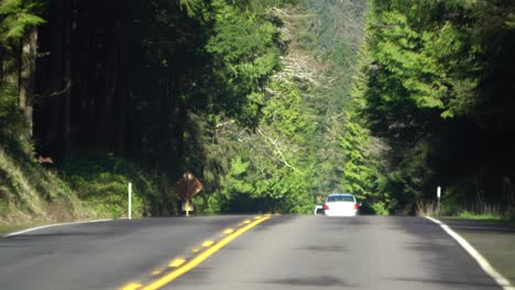 Driving-down-a-lush-green-forest-road