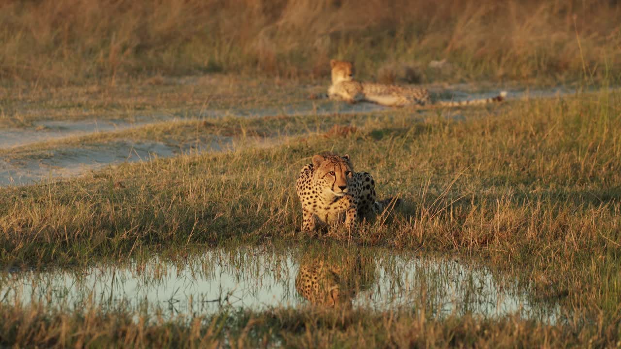 Beautiful wide shot of a cheetah drinking from a puddle and looking up while seeing his reflection in the water. An other cheetah is lying in the background, Botswana