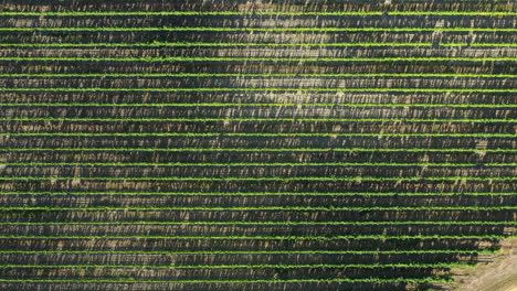 Aerial-top-shot-over-vineyards-fields-sunny-day-France-Vaucluse-Luberon