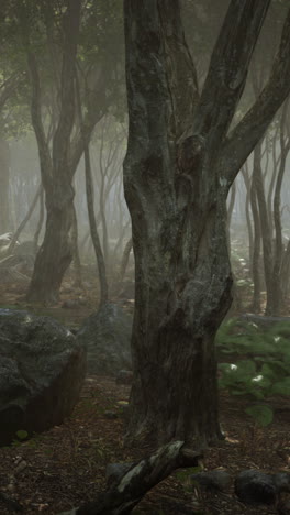 misty forest scene