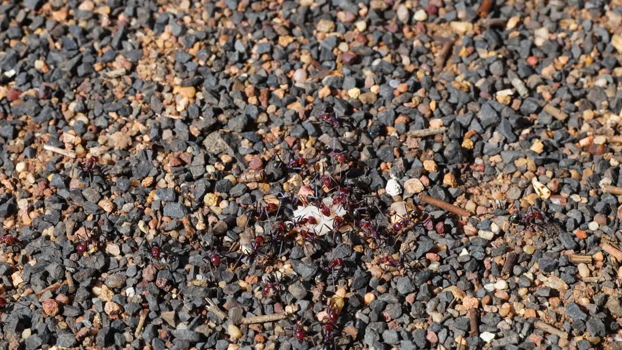 Ants cluster and move around nest entrance in daylight, surrounded by small stones and pebbles