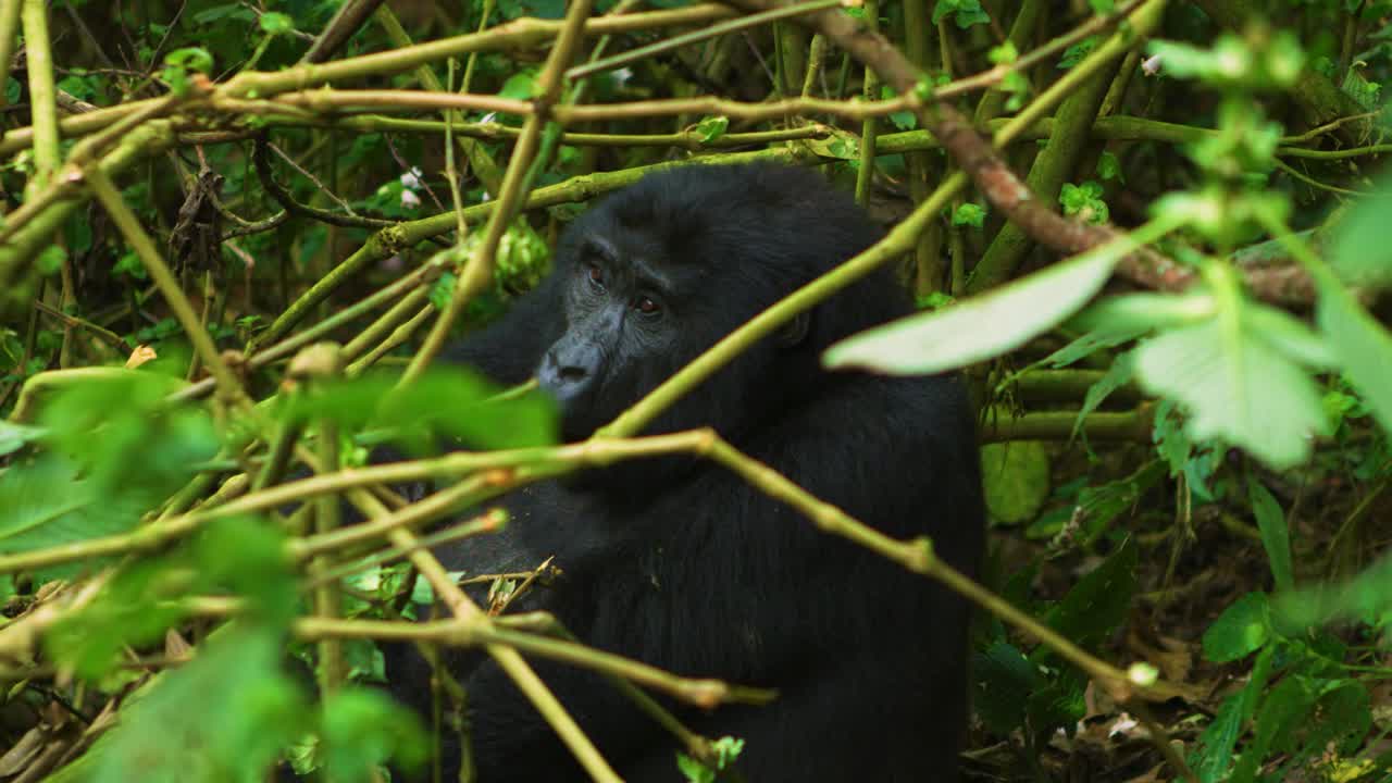 Il gorilla usa la sua forza per spezzare un ramo d'albero e mangiare