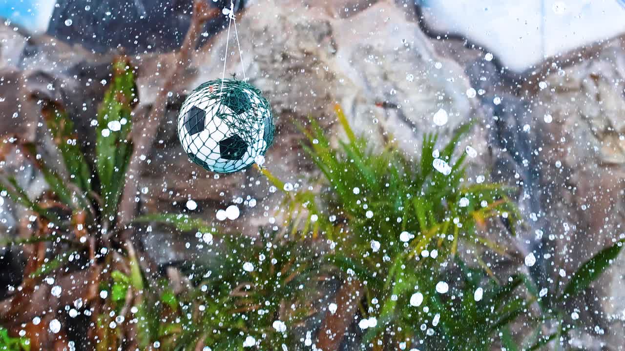 el león marino interactúa con la pelota, salpicando agua