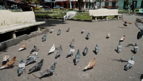 flock of domestic dove birds in the city square of baños de agua santa in ecuador